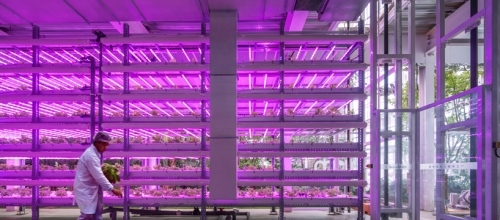 В Пекине появилась первая городская вертикальная ферма