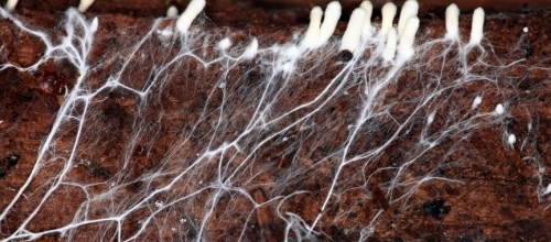 Инновационная технология переработки битумной черепицы с помощью грибницы